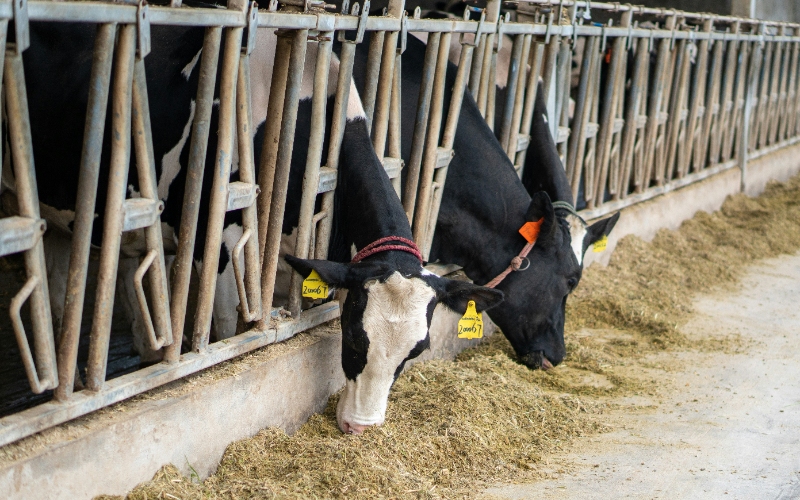 Types of Feed Additives and Their Functions in Animal Nutrition