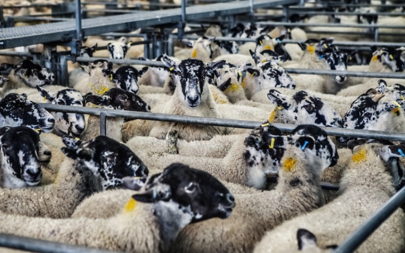 Feed Additives for Poultry, Livestock, and Aquaculture: How to Choose Feed Additives for Poultry, Livestock, and Aquaculture: How to Choose