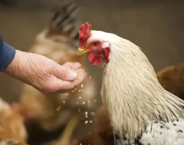 Poultry Feed Additives: Examples and Their Role in Animal Health