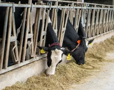 Types of Feed Additives and Their Functions in Animal Nutrition