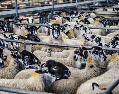 Feed Additives for Poultry, Livestock, and Aquaculture: How to Choose