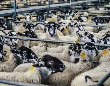 Feed Additives for Poultry, Livestock, and Aquaculture: How to Choose