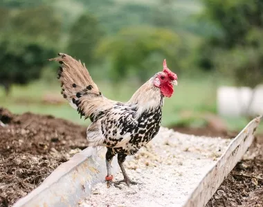 How to Choose Feed Additives: A Step-by-Step Selection Guide for Animal Nutrition